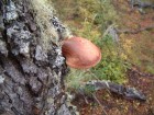 Fistulina hepatica